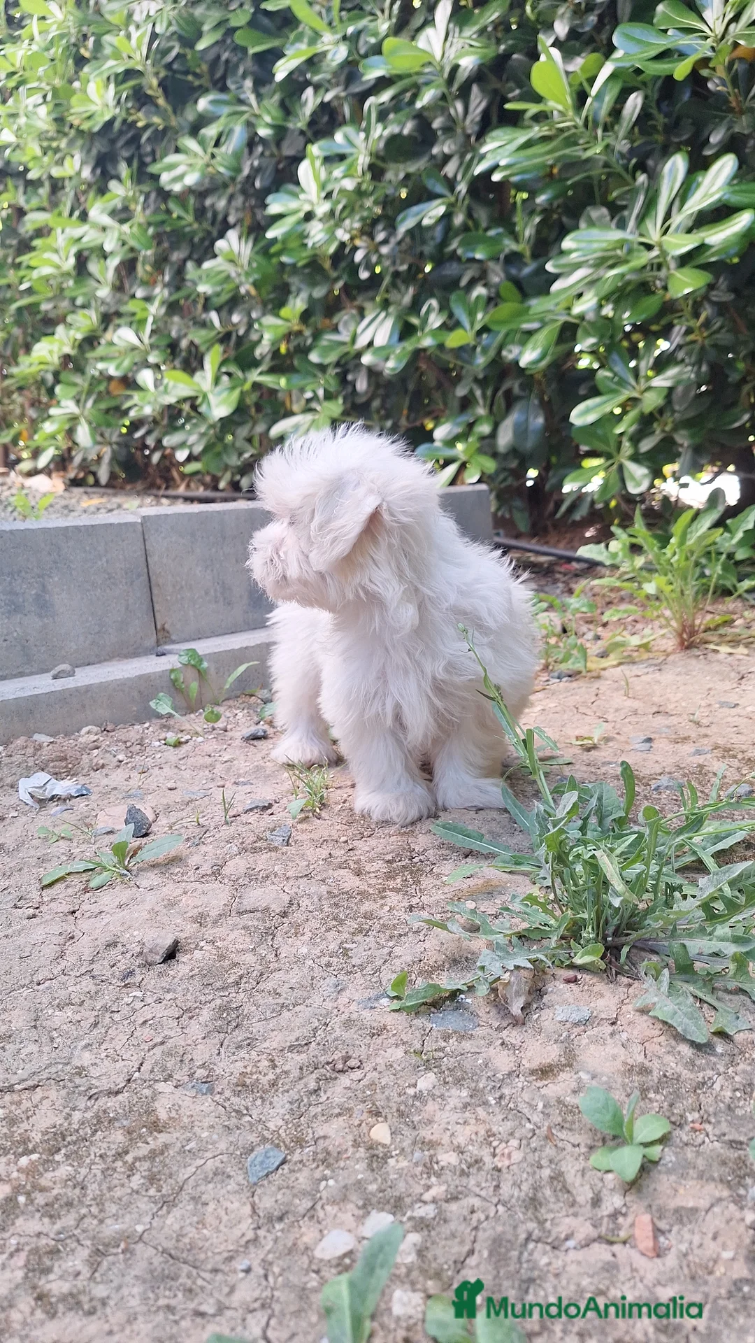 Bichón Maltés perros en venta: Bichón maltés  - Anuncio 1