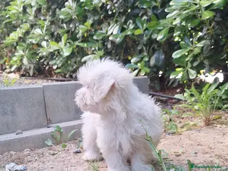 Bichón Maltés perros Bichón maltés - Anuncio 2