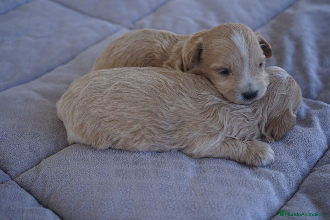 Maltipoo perros en venta: 🐾 Kepi y Harry – Maltipoo color crema ☁️ - Imagen 4