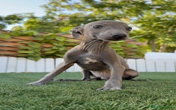 Pequeño Lebrel Italiano perros en venta: PICCOLO BLUE - Imagen 5