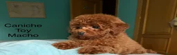 Caniche Toy perros en venta: Caniche toy Macho !!! Fotos actuales - Anuncio 3