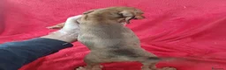 Teckel perros en venta: Teckel  - Anuncio 4