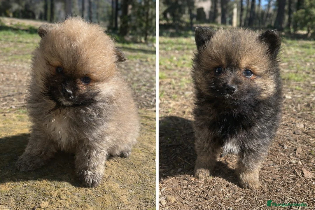 Pomerania perros en venta: Pomerania  | Carita de oso 🐶 - Anuncio 1
