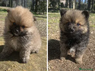 Pomerania perros Pomerania | Carita de oso 🐶 - Anuncio 1