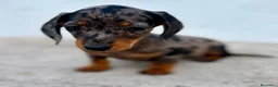 Teckel Miniatura perros en venta: Teckel kaninchen Arlequín  - Anuncio 17
