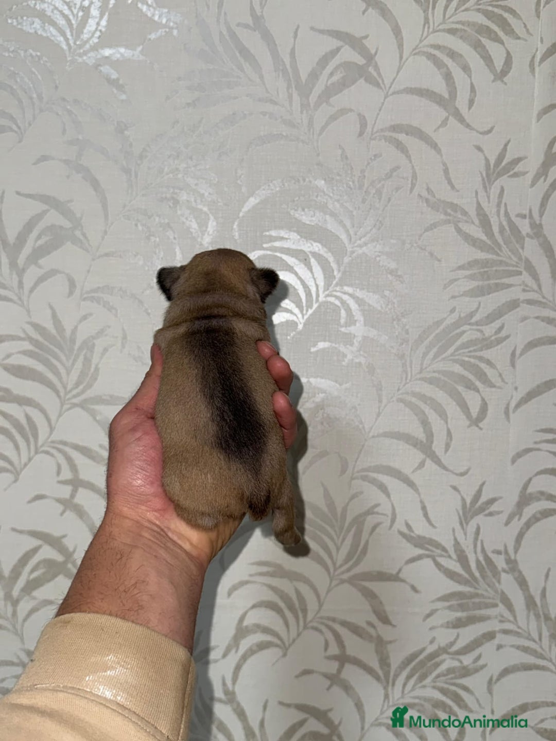 Bulldog Francés perros en venta: Bulldog francés espectacular morfología  - Anuncio 9