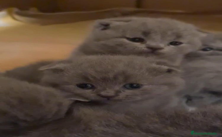 Británico de Pelo Corto Azul gatos - Anuncio 7