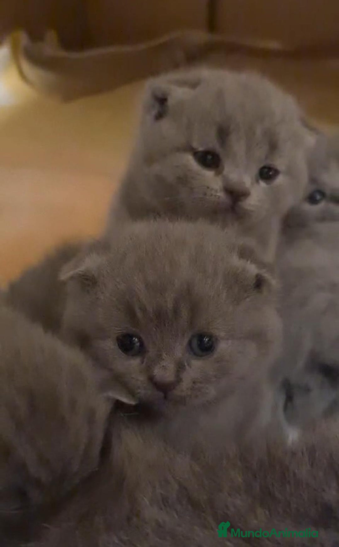 Británico de Pelo Corto Azul gatos en venta: Brithis blue super bonitos  - Imagen 1