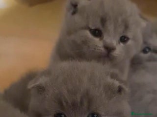 Británico de Pelo Corto Azul gatos - Anuncio 18