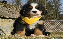 Boyero de Berna perros en venta: hermosa camada de boyero - Imagen 1
