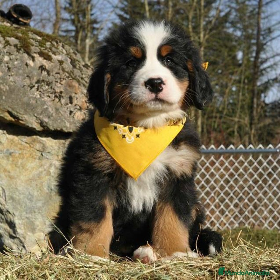 Boyero de Berna perros en venta: hermosa camada de boyero - Imagen 1
