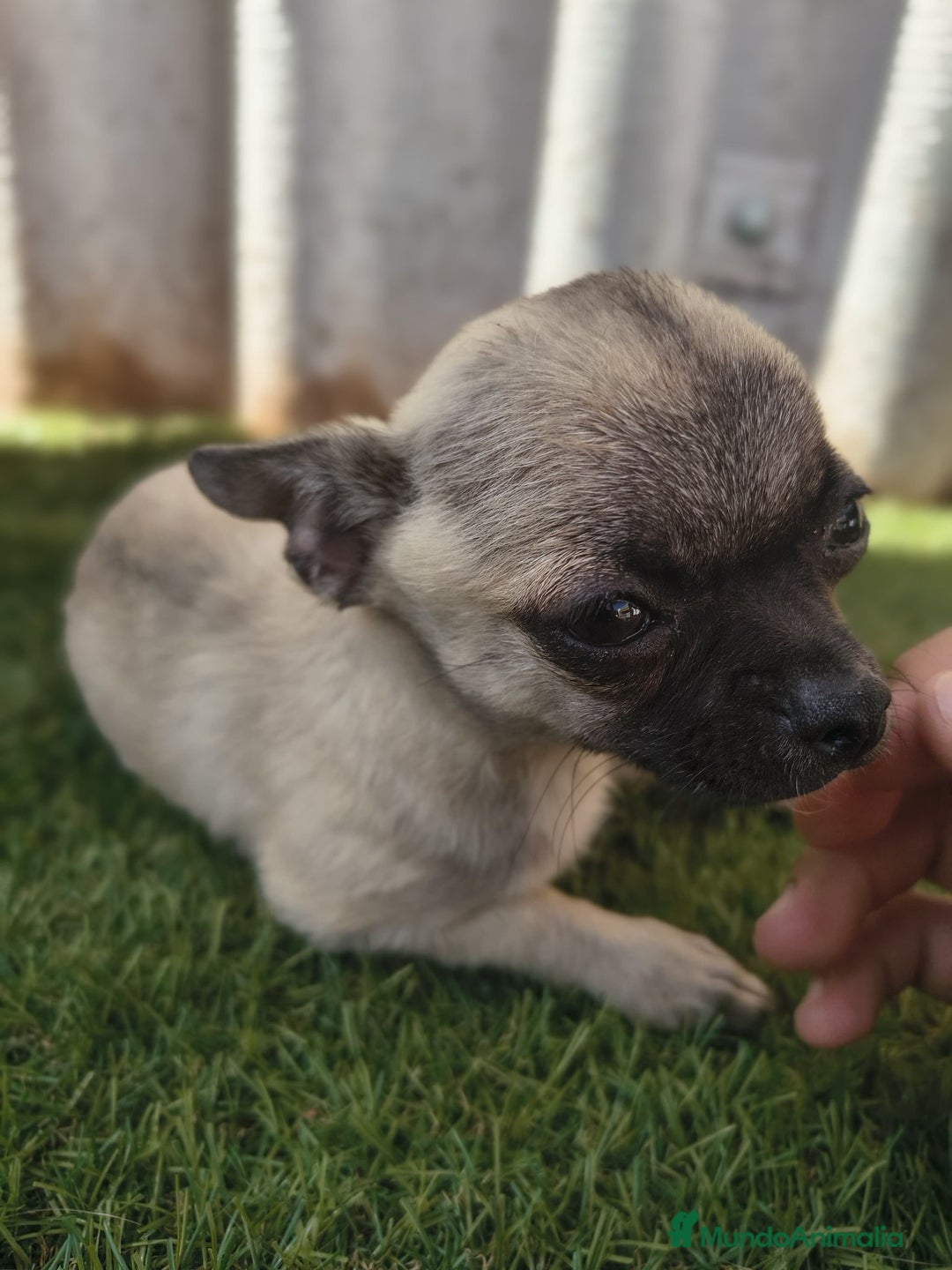 Chihuahua perros en venta: Chihuahua toy Cabeza manzana - Imagen 3