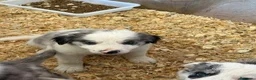 Border Collie perros en venta: Borde collie  - Anuncio 9