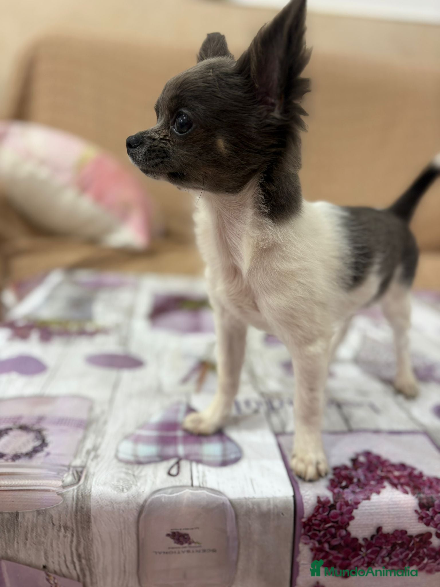 Chihuahua perros Chihuahua toy ruso  - Anuncio 28