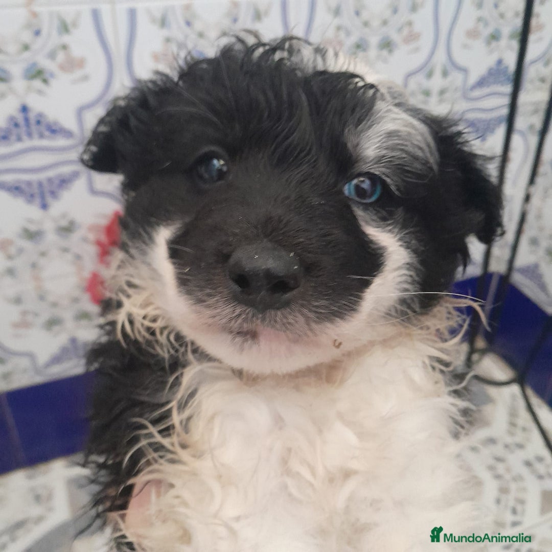 Border Collie perros en venta: BORDER COLLIE - Anuncio 7