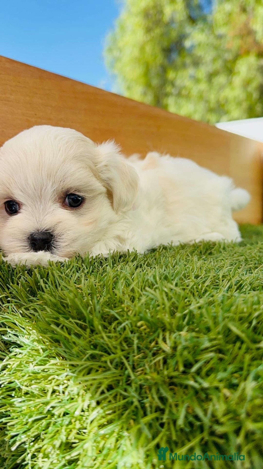 Bichón Maltés perros en venta: BICHÓN MALTÉS HEMBRA - Imagen 4