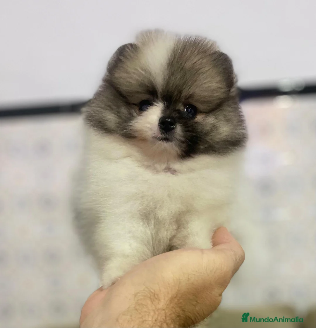 Pomerania perros en venta: Pomerania Toy - Anuncio 16