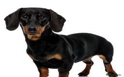 Teckel Miniatura perros en venta: Quieres un teckel en tu vida? - Imagen 1