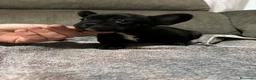 Bulldog Francés perros en venta: Cachorros de bulldog Francés  - Anuncio 18