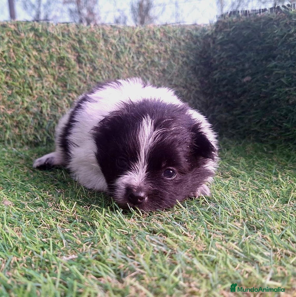 Pomerania perros Pomeranias - Anuncio 16