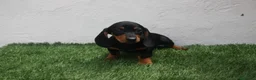 Teckel Miniatura perros en venta: Teckel Miniatura  - Anuncio 28