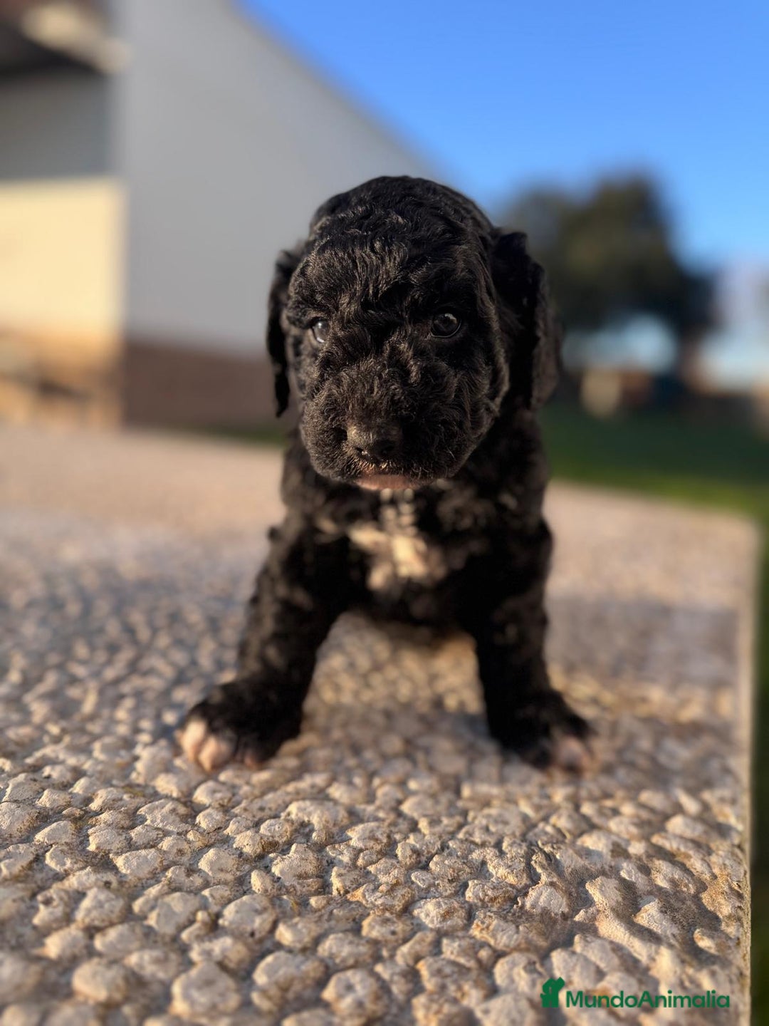 Perro de Agua Español perros en venta: PERRO DE AGUA HEMBRA RABONA - Anuncio 2