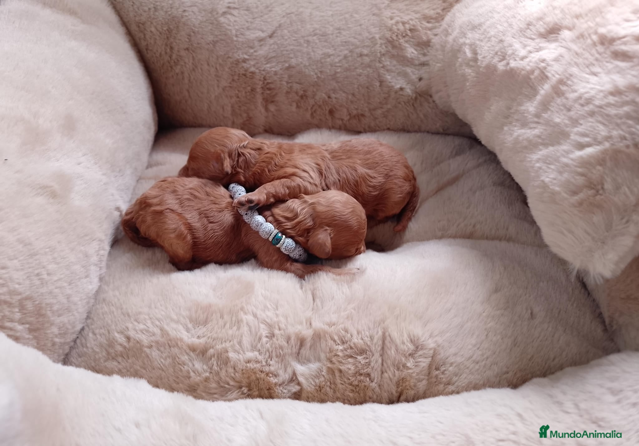 Caniche Toy perros Caniche tácita de te  - Anuncio 19