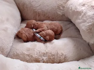 Caniche Toy perros Caniche tácita de te - Anuncio 19