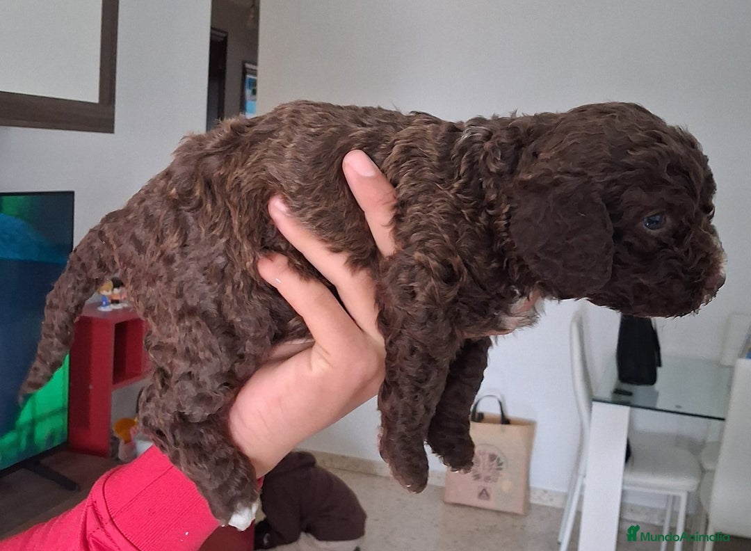 Perro de Agua Español perros en venta: PERRO DE AGUA ESPAÑOL - Anuncio 2