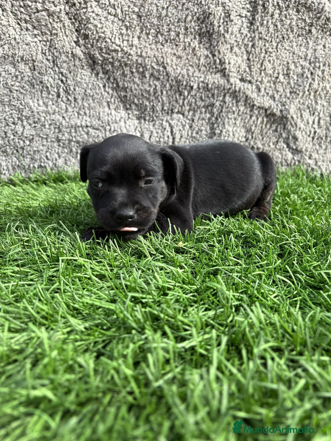 Staffordshire Bull Terrier perros en venta: Cachorro macho de Staffordsshire Bull Terrier  - Anuncio 20