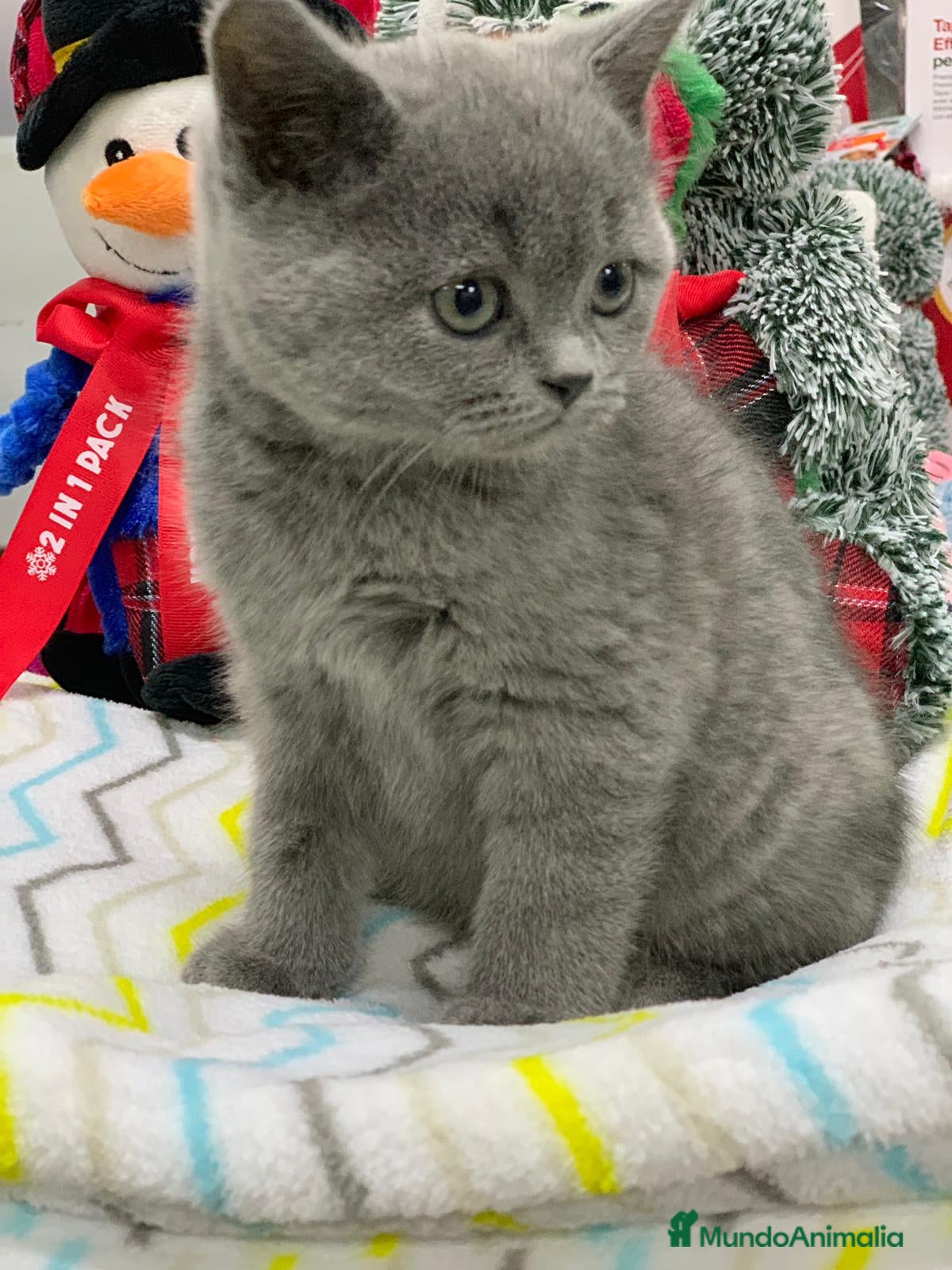 Británico de Pelo Corto gatos British shorthair  - Anuncio 1