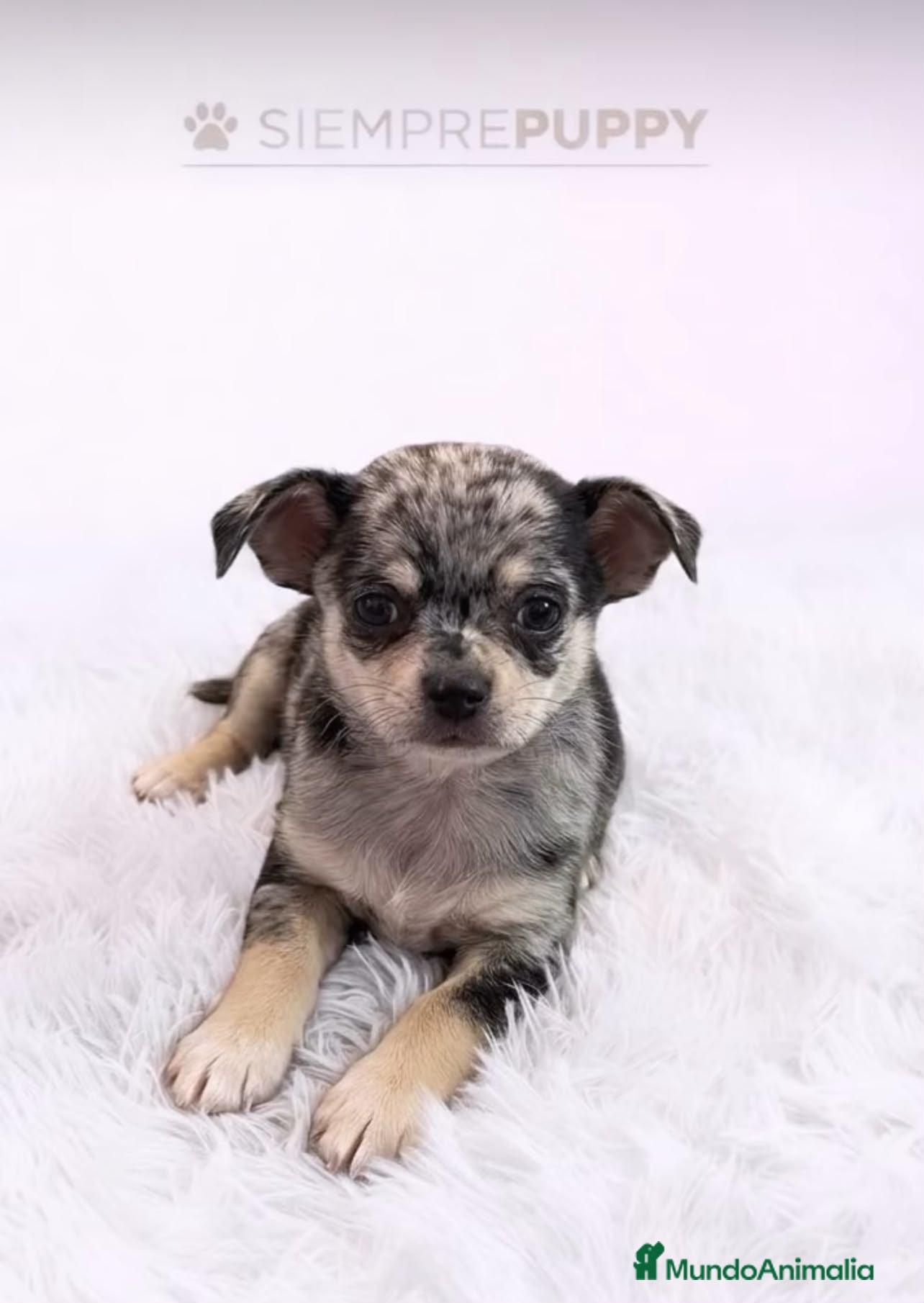 Chihuahua perros CHIHUAHUA EXÓTICO MERLE - Anuncio 2