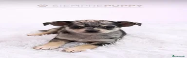 Chihuahua 1