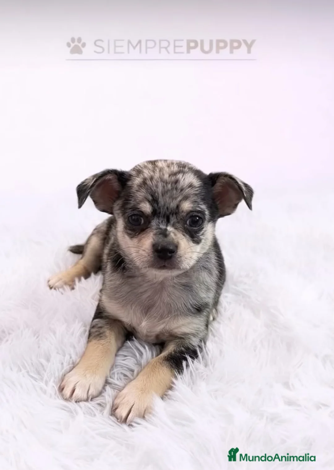 Chihuahua perros en venta: CHIHUAHUA EXÓTICO MERLE - Anuncio 1