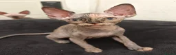 Sphynx gatos en venta: Preciosa hembrita sphynx  - Anuncio 8