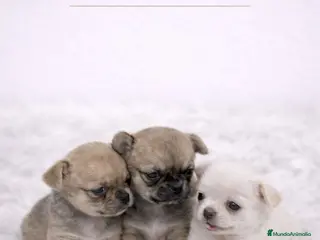 Chihuahua perros CHIHUAHUA MINI TOY PELO CORTO - Anuncio 9