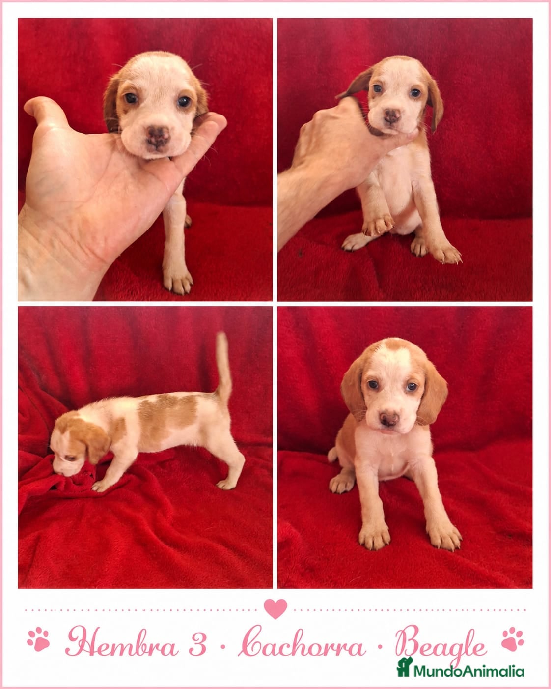 Beagle perros BEAGLES EXCLUSIVOS  - Anuncio 1