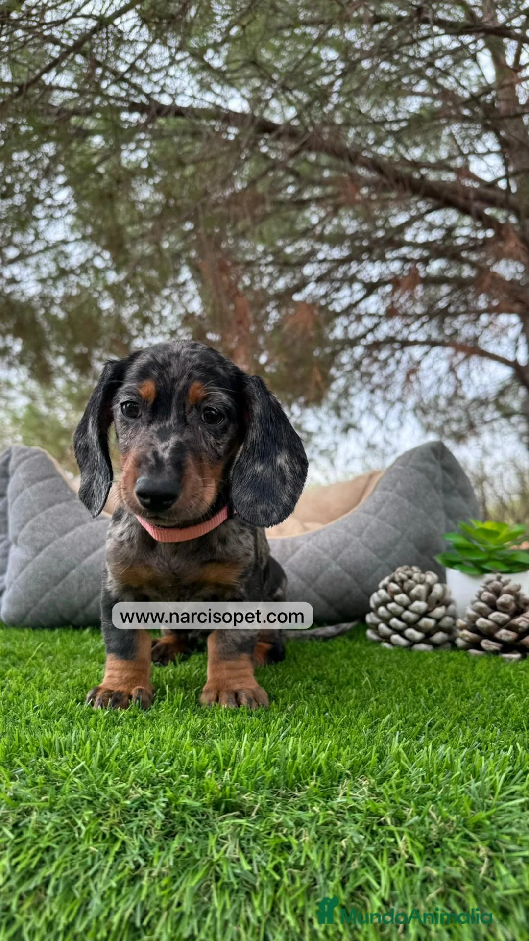 Teckel Miniatura perros en venta: TECKEL ARLEQUIN ESPECTACULAR - Anuncio 7