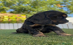 Cocker Spaniel Inglés perros en venta: COCKER SPANIEL INGLES - Imagen 14