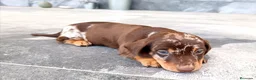 Teckel Miniatura perros en venta: Teckel mini  - Anuncio 2