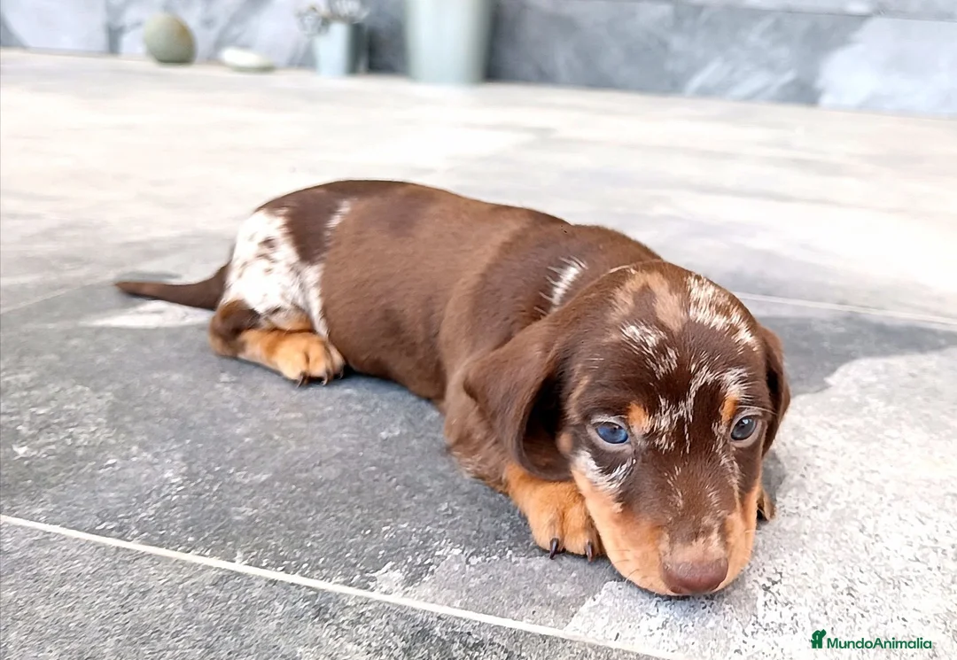 Teckel Miniatura perros en venta: Teckel mini  - Anuncio 2