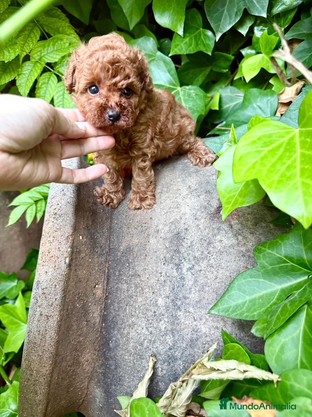 Caniche Toy perros en venta: Caniche toy para reservar líneas asiáticas!! - Anuncio 1