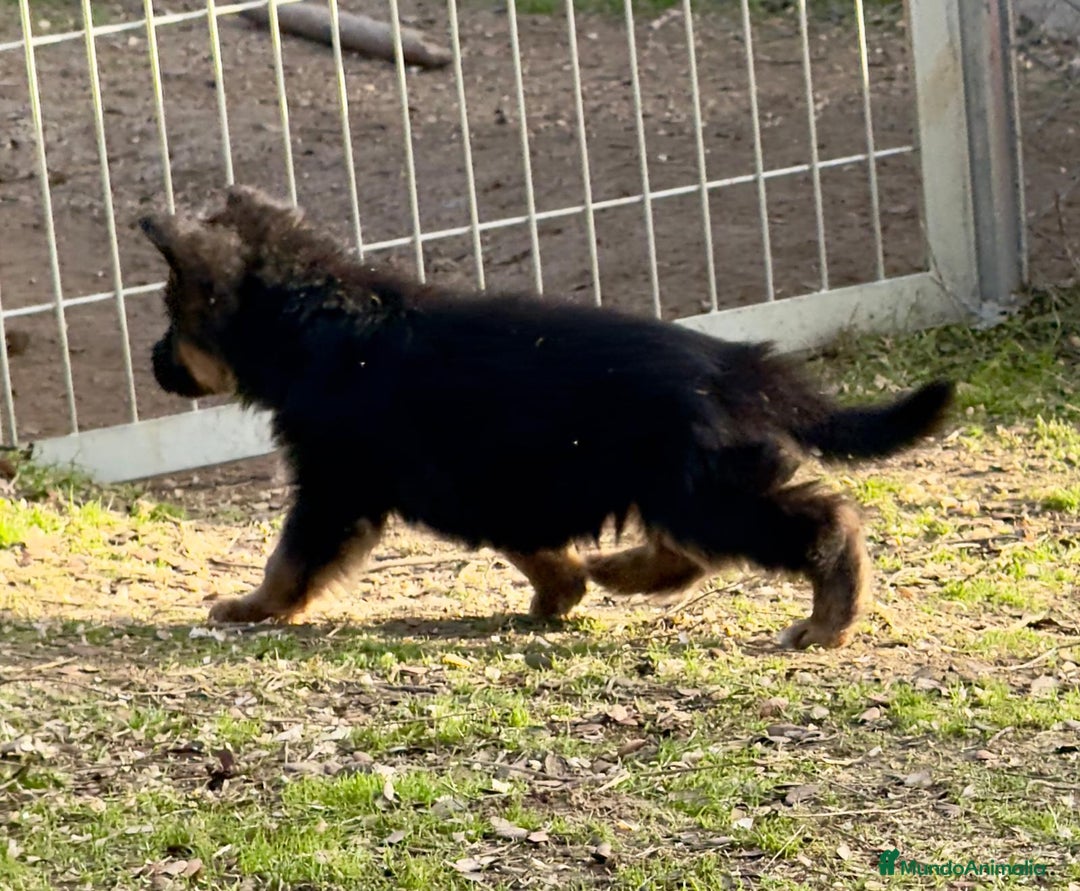 Pastor Alemán perros en venta: Pastores alemanes belleza , 100% líneas alemanas - Anuncio 6