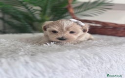 Maltipoo perros en venta: MALTIPOO MACHO - Imagen 11