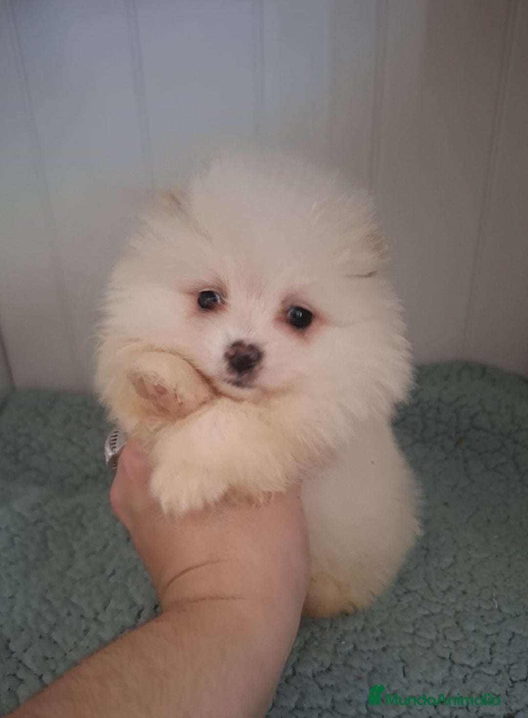 Pomerania perros en venta: POMERANIA - Anuncio 1