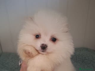 Pomerania perros POMERANIA - Anuncio 1