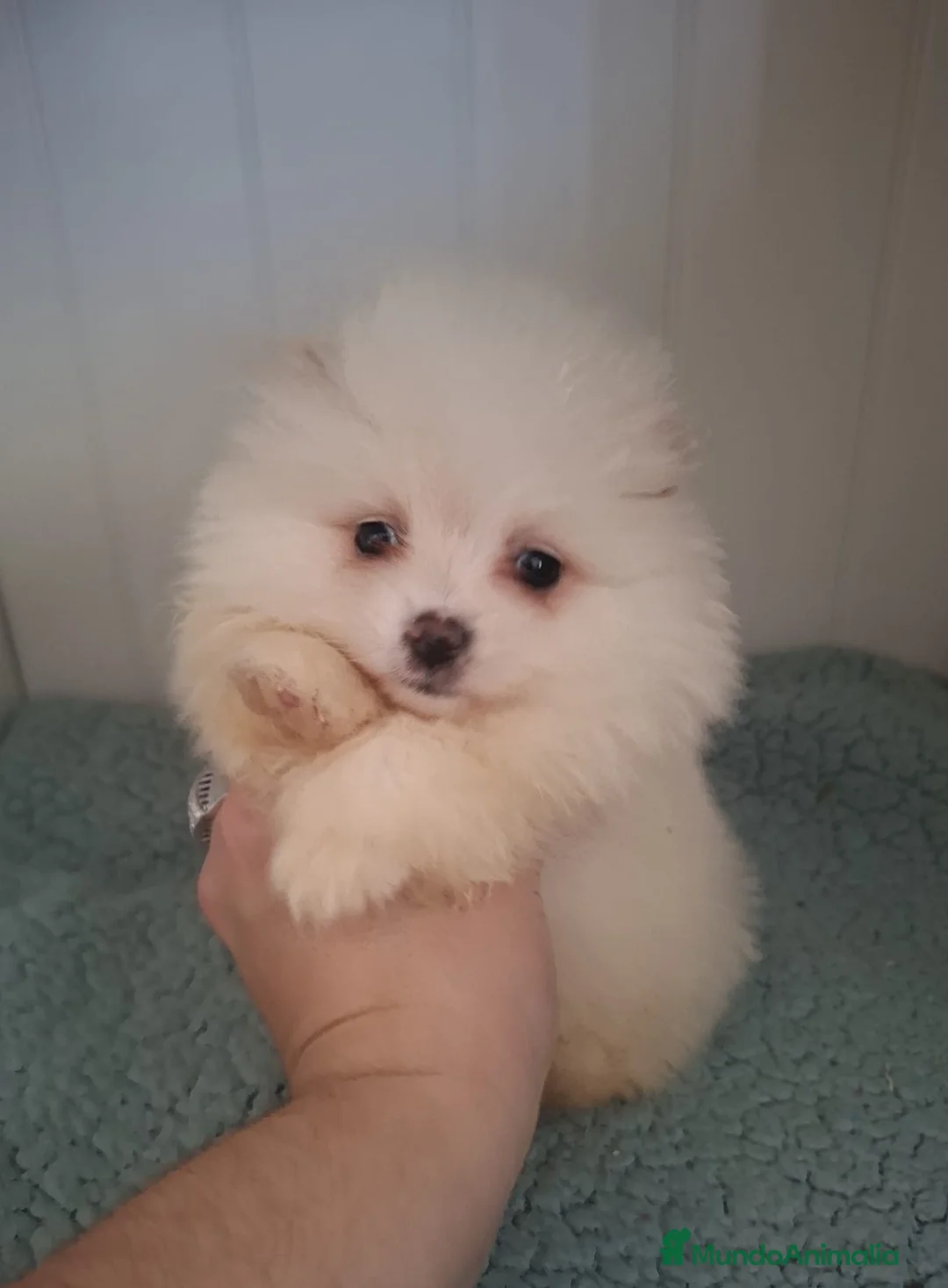 Pomerania perros en venta: POMERANIA - Anuncio 1