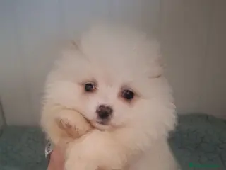 Pomerania perros POMERANIA - Anuncio 18