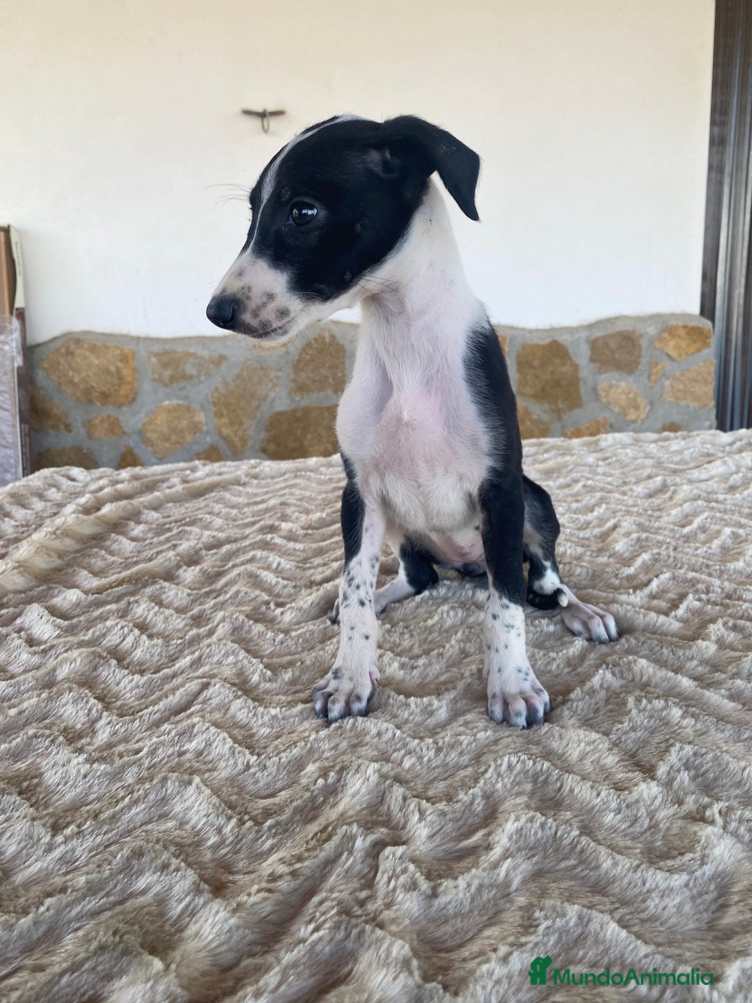 Galgo Español perros en venta: Galgo español hembras - Imagen 2