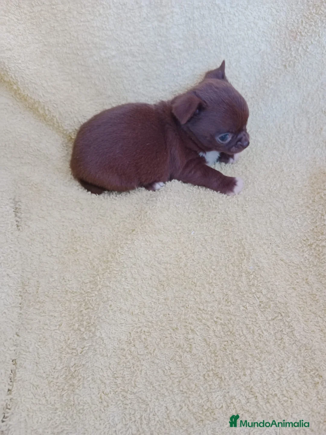 Chihuahua perros en venta: chihuahua cabeza linea Rusa  - Anuncio 3